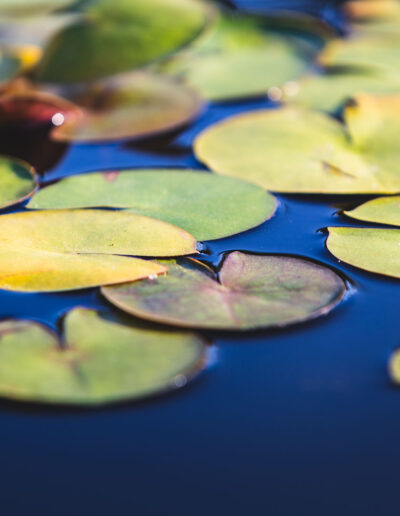 Lilypads on pond.